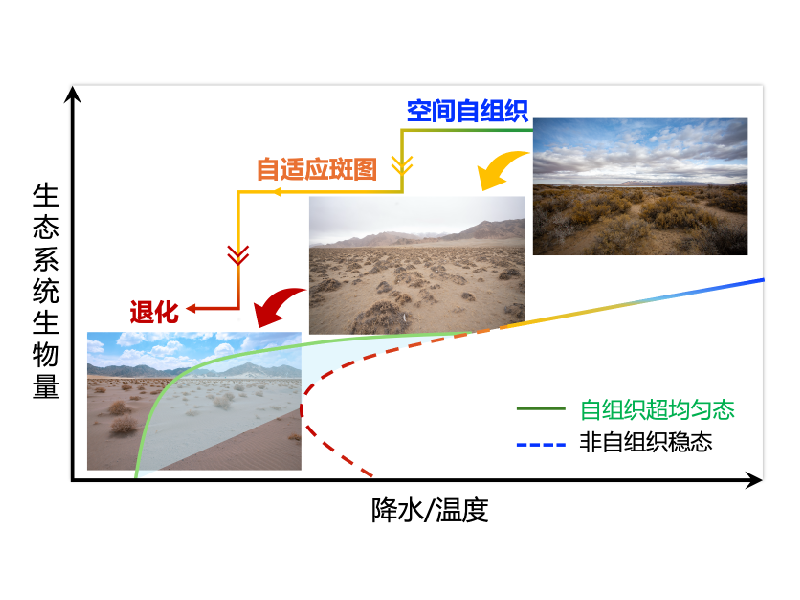 上海交大刘权兴团队发表PNAS：发现全球干旱生态系统中的“无序超均匀”斑图，为生态系统临界点预警提供新范式